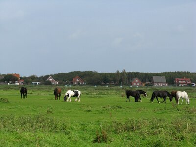 Pasture palomino borkum