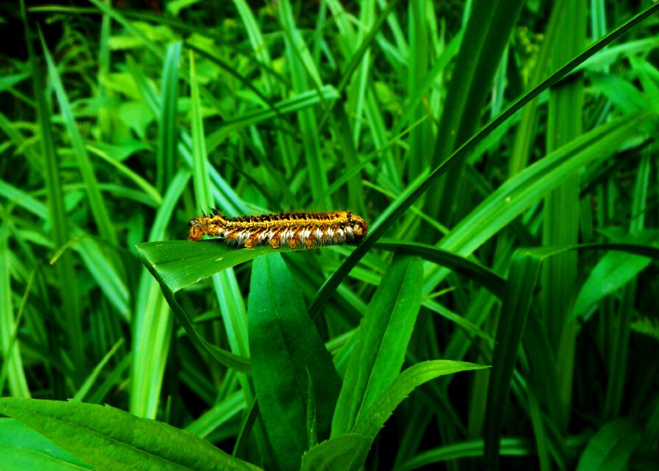 Green nature green grass