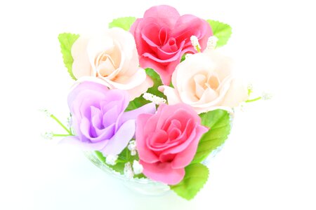 Pink purple rose photo