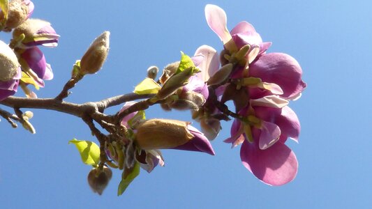 Flora pink white