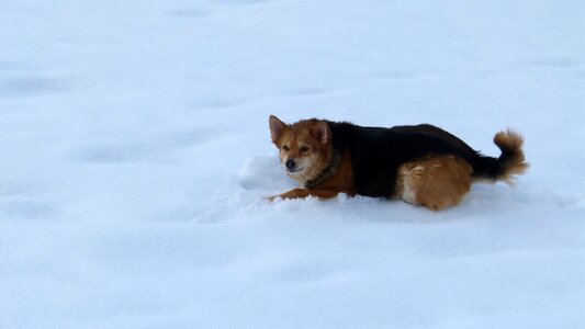 Fun winter nature