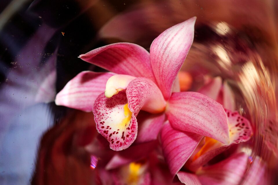 Bloom purple queen of flowers