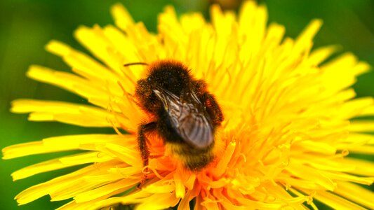 Bee macro pollination