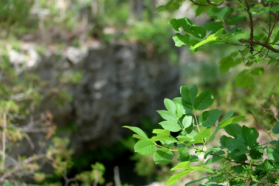 Tree green forest