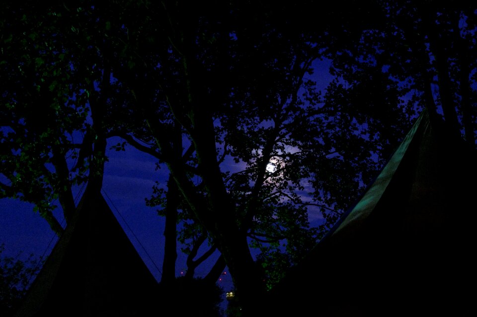 Treetop moon at night