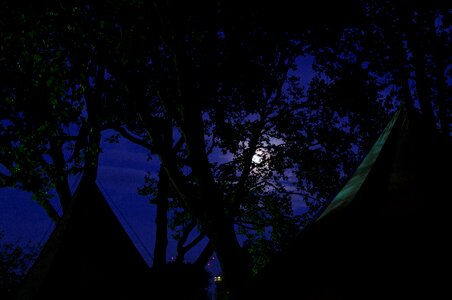 Treetop moon at night