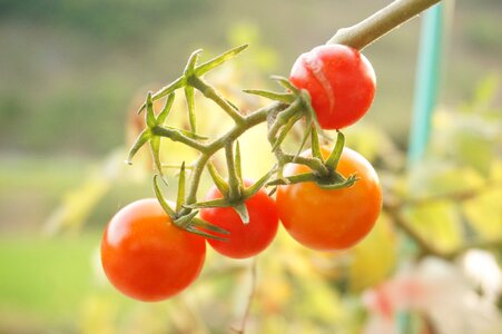 Vegetables tomato red