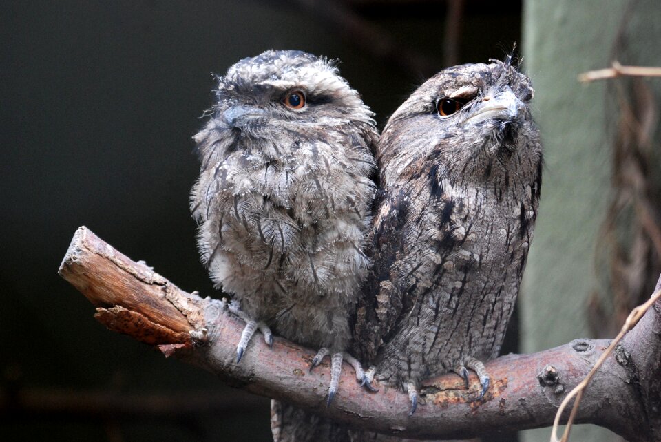 Owl-like bird pair