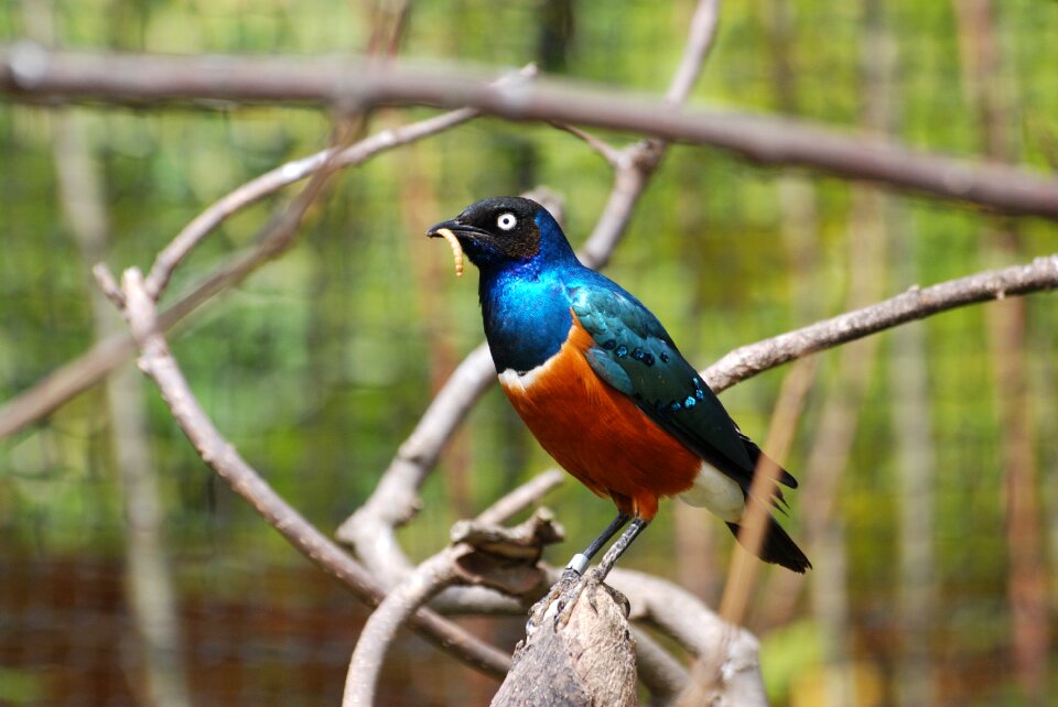 Orange feathered zoology