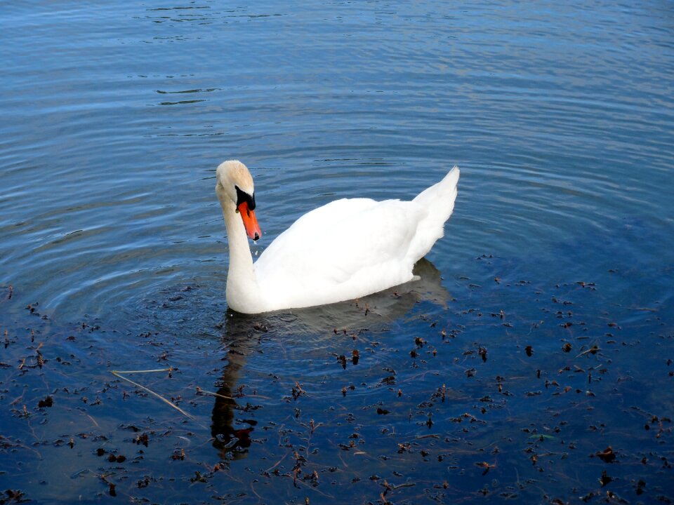 Swans gooseneck mute swan