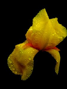 Yellow nature spring