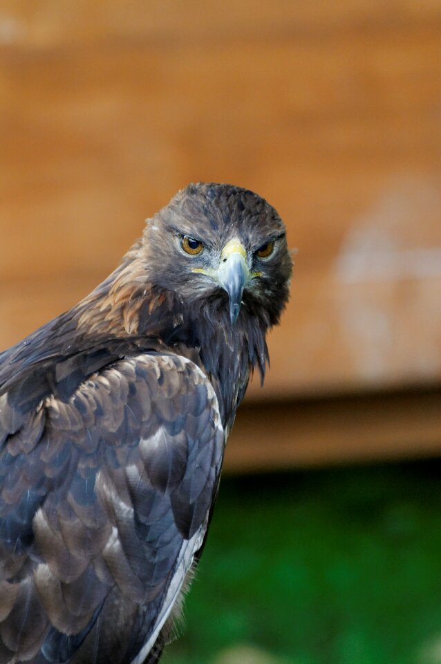 Raptor spotting portrait photo