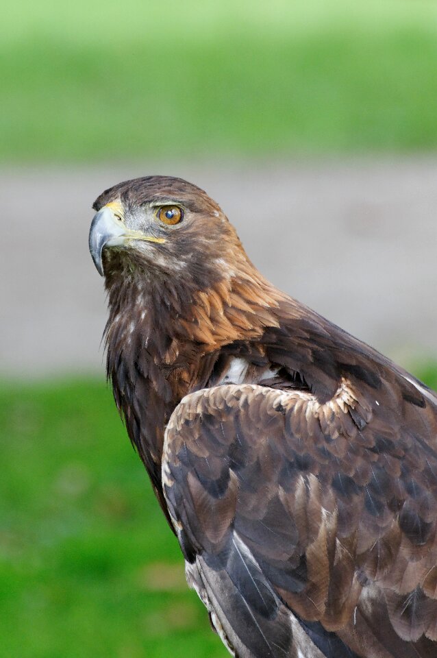 Raptor spotting portrait