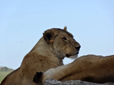 Lioness nap savannah photo