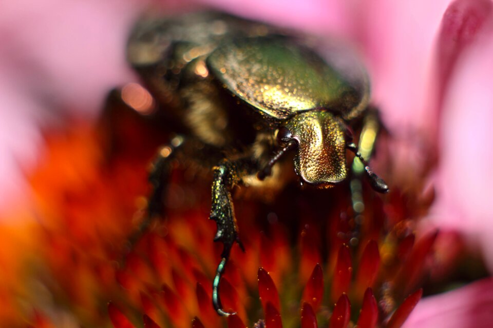 Insect flower summer