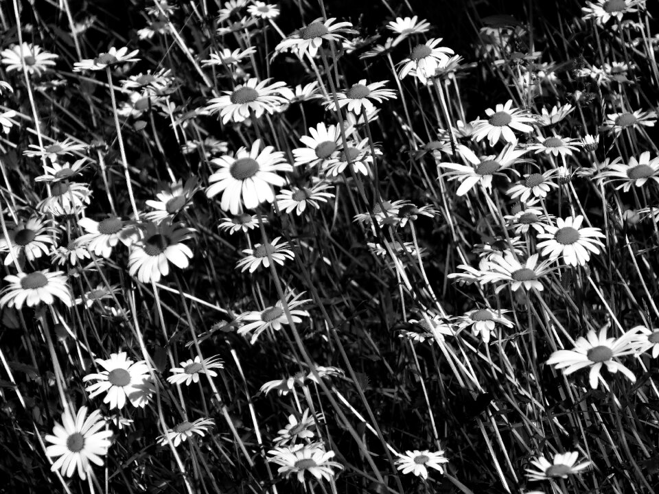 Farbenpracht summer meadow