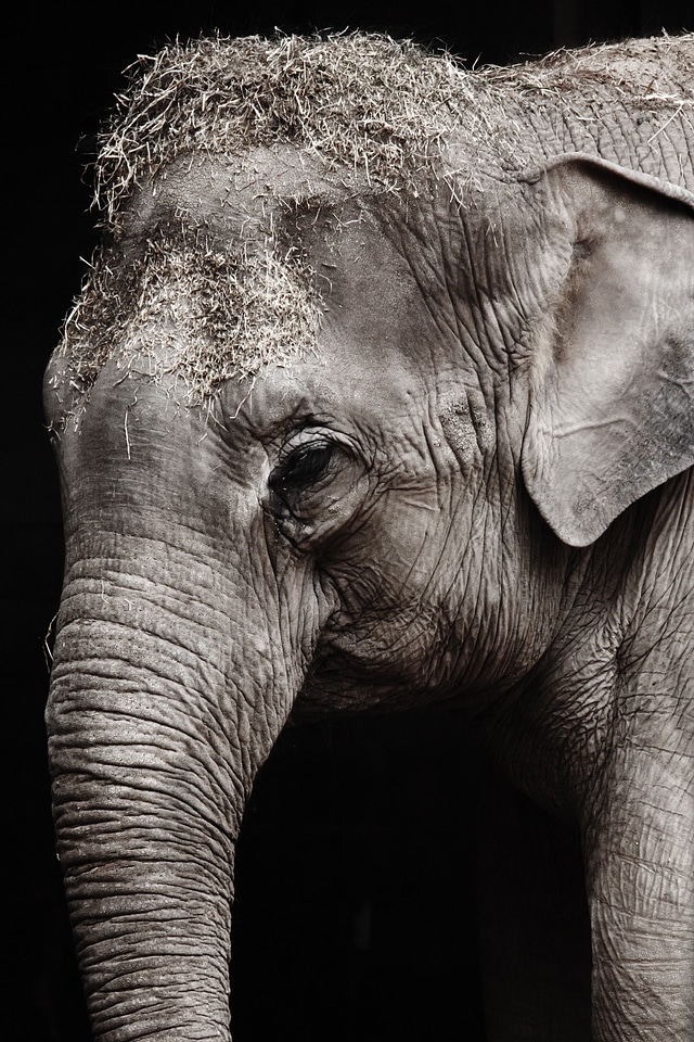 Close-up detail elephant