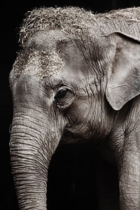 Close-up detail elephant photo