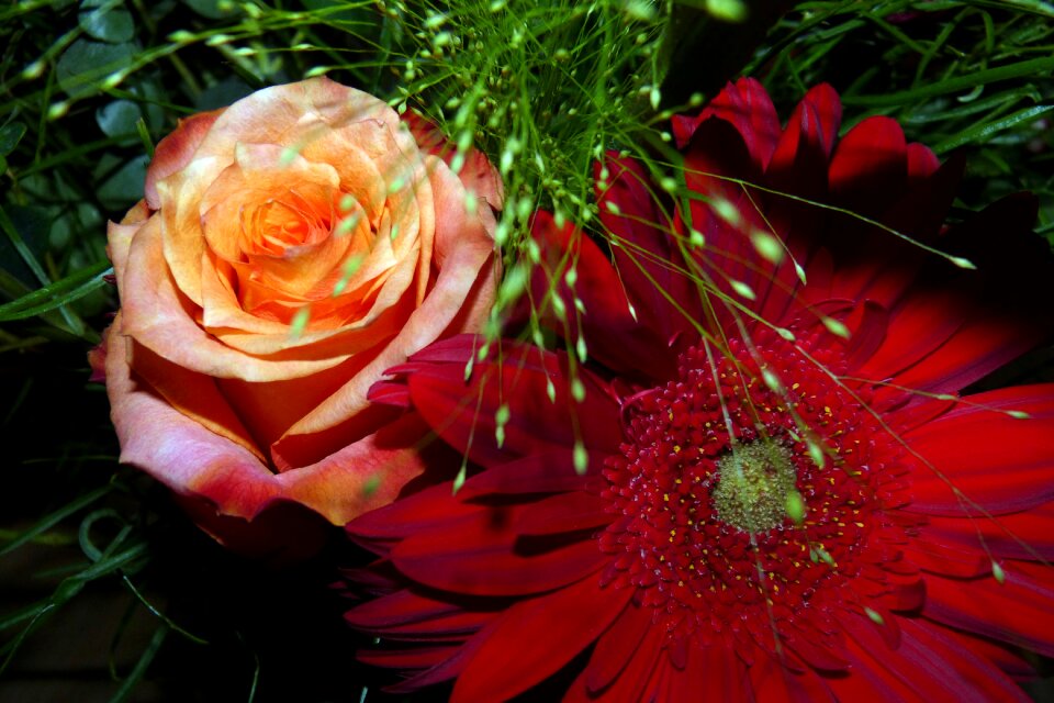 Flowers gerbera rose