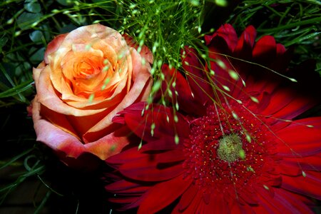 Flowers gerbera rose
