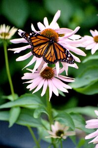 Butterfly insect monarch photo