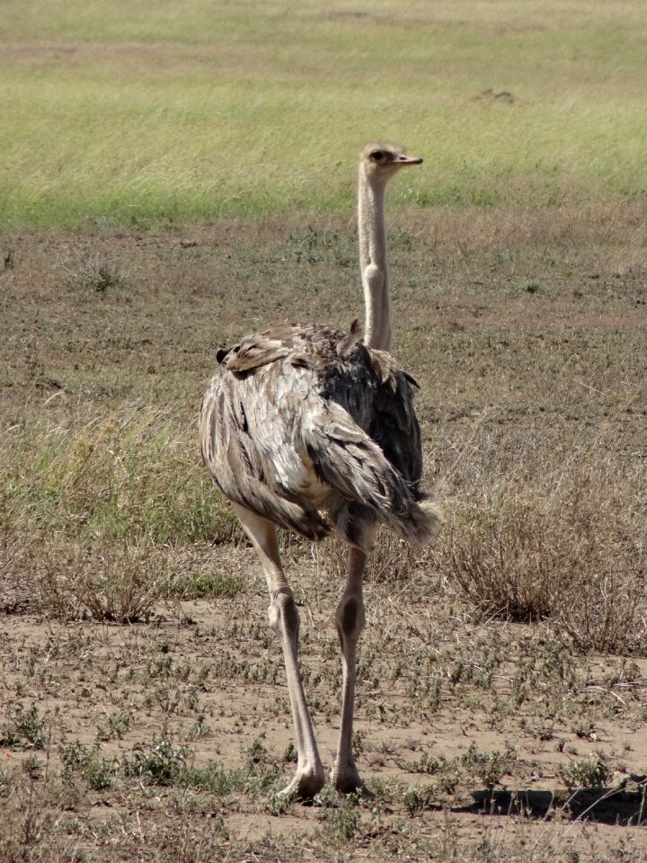 Ostrich savannah feathers