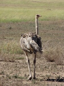 Ostrich savannah feathers