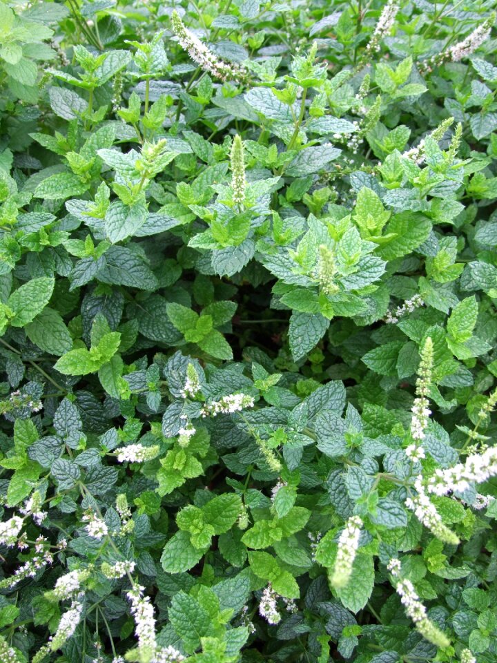 Herb mojito garden