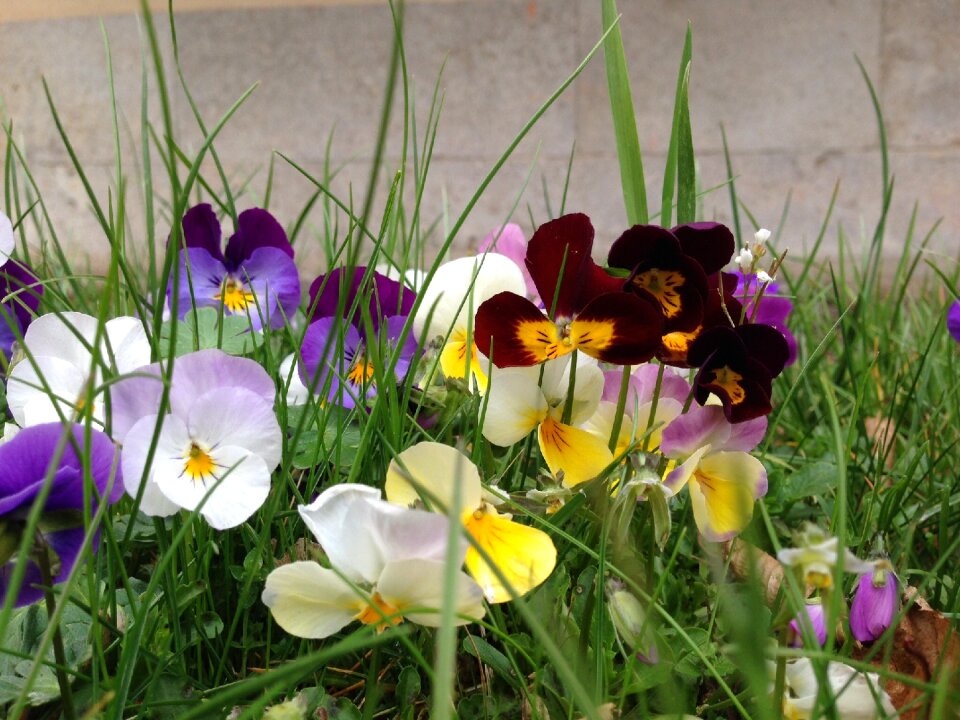 Spring plant violet
