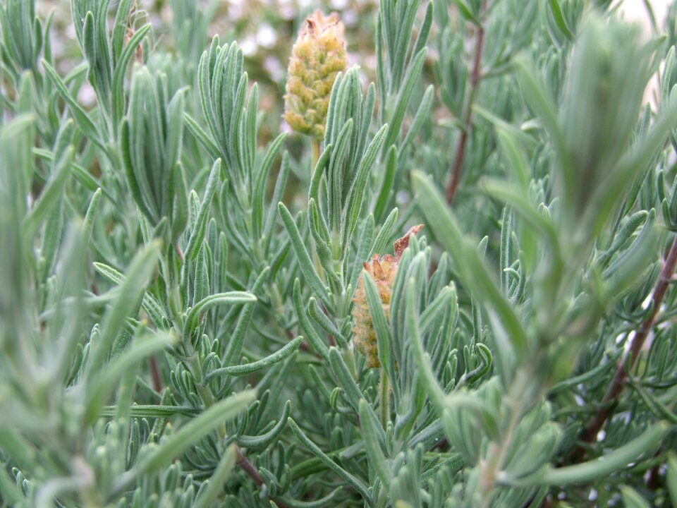 Plant spices herb