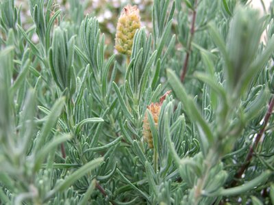 Plant spices herb