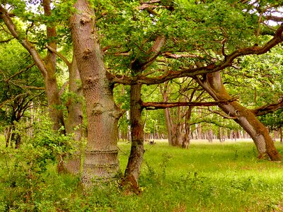 Tree landscape nature photo