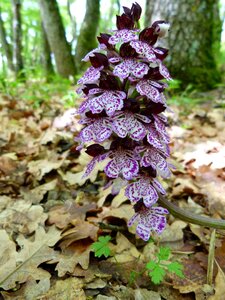 Macro plants flowering