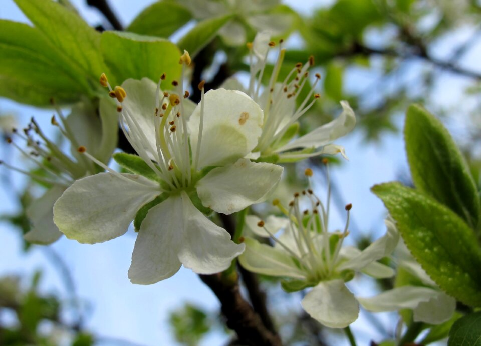 Plum blossom bloom live new