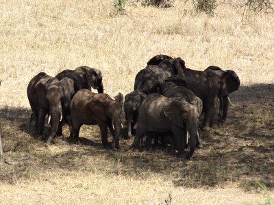 Herd elephants animals photo