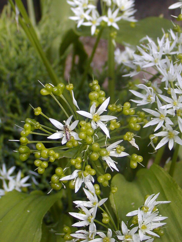Green spring detail
