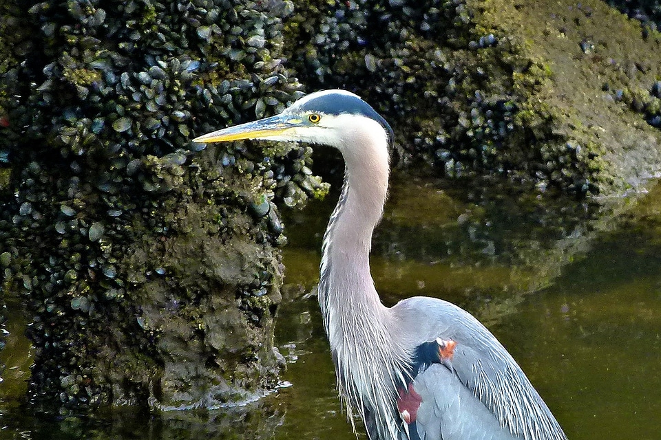 Animal vancouver granville market photo