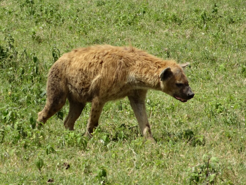 Hyena hunting savannah