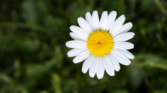 Daisy yellow white