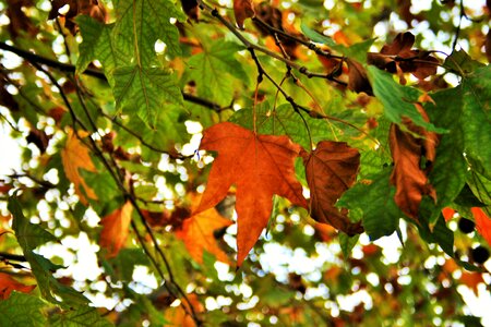 Yellow orange rust