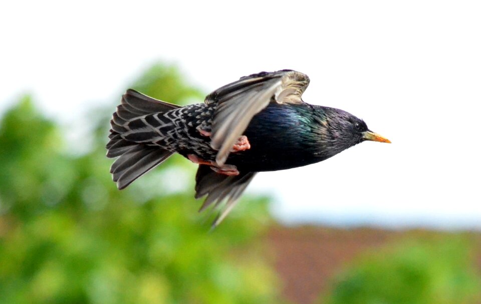 Bird flying feather