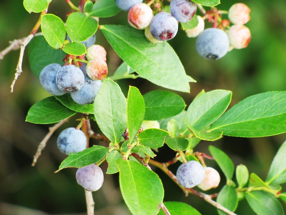 Blue nature plant