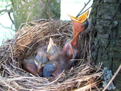 Bird beak blackbird