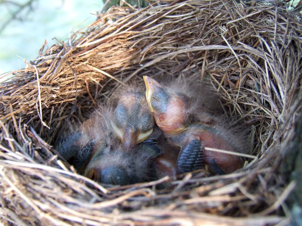 Nest bird blackbird