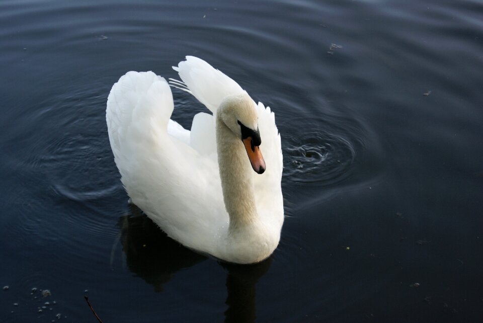 Nature elegant beauty