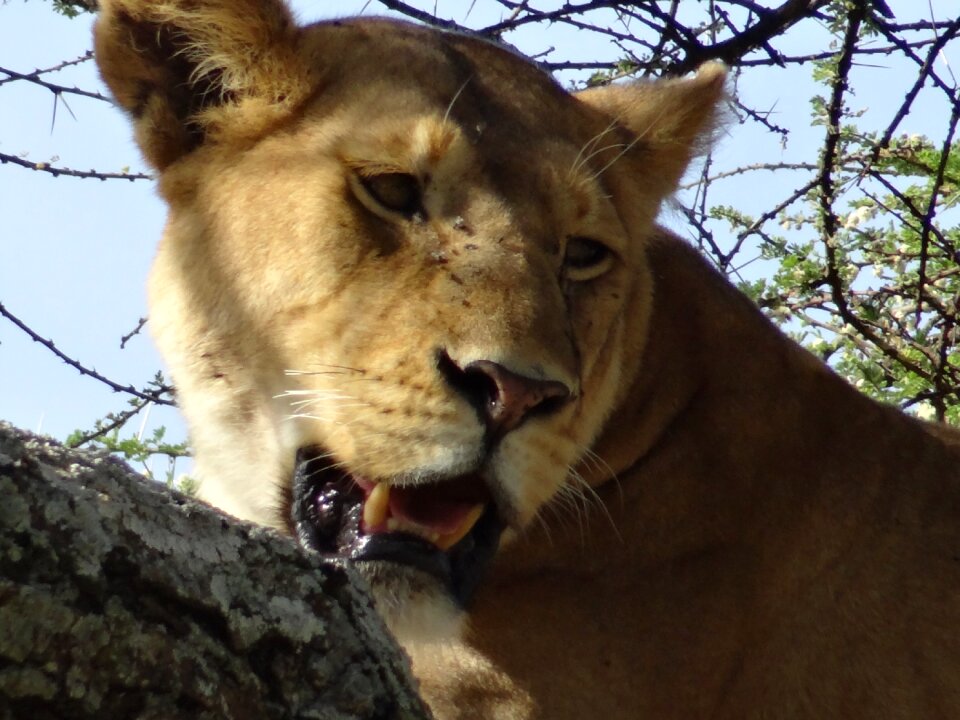 Lioness savannah animals photo