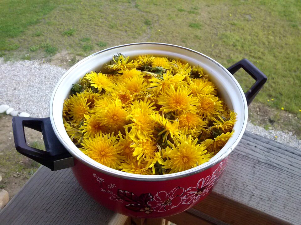 Dandelions pot yellow