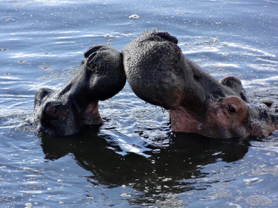 Kiss hippos bath