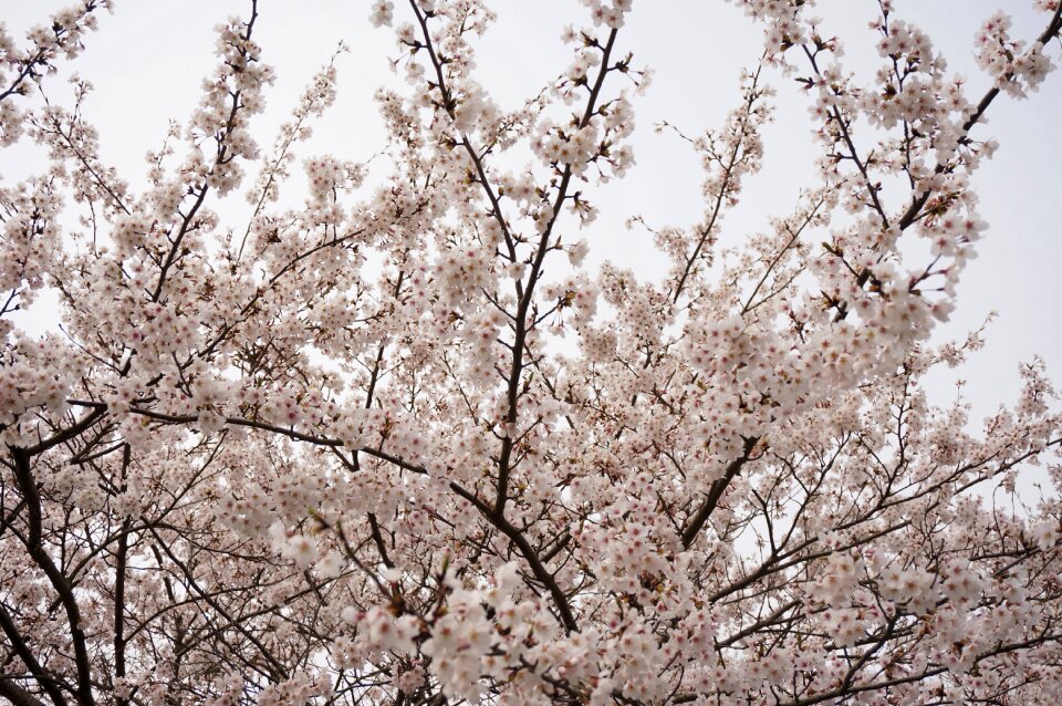 Pink flowers wood