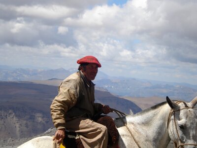 Horse argentina native